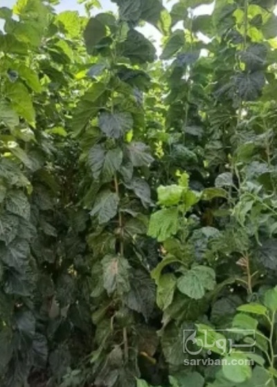 فروش نهال توت