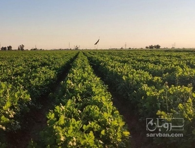 فروش جعفری تازه هکتاری