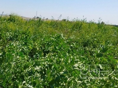 فروش باقلا تازه - باقالی - باقالا 500 متر