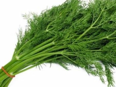 فروش شوید تازه هکتاری