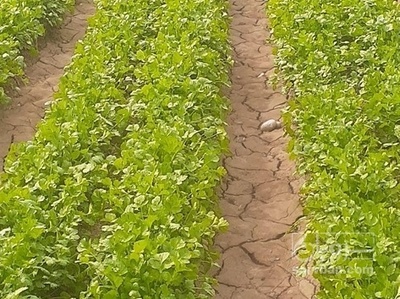 فروش گشنیز هکتاری