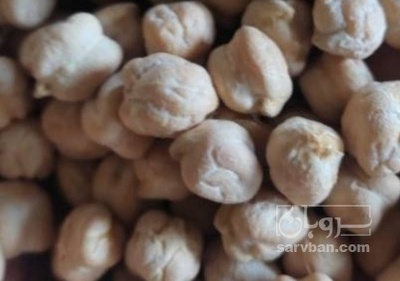 فروش نخود بذری