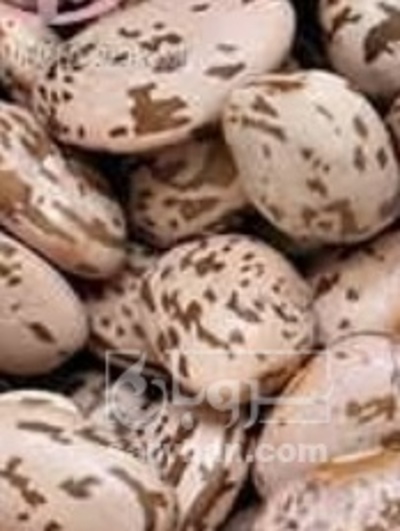 فروش لوبیا چیتی