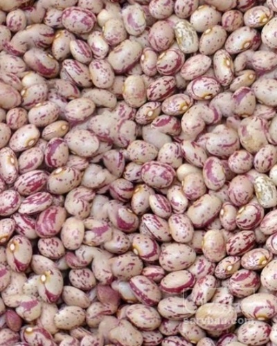 فروش لوبیا چیتی