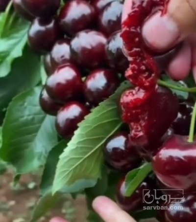 فروش نهال گیلاس