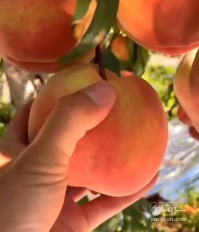 فروش نهال هلو