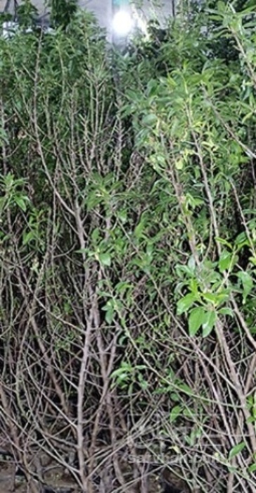 فروش نهال بادام