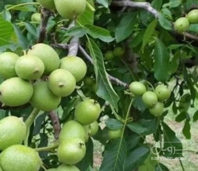 فروش نهال گردو