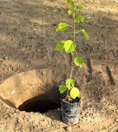 فروش نهال آلو