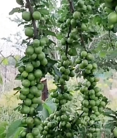 فروش نهال گوجه سبز