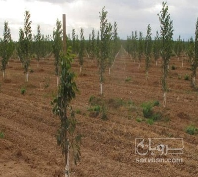 فروش نهال آلبالو