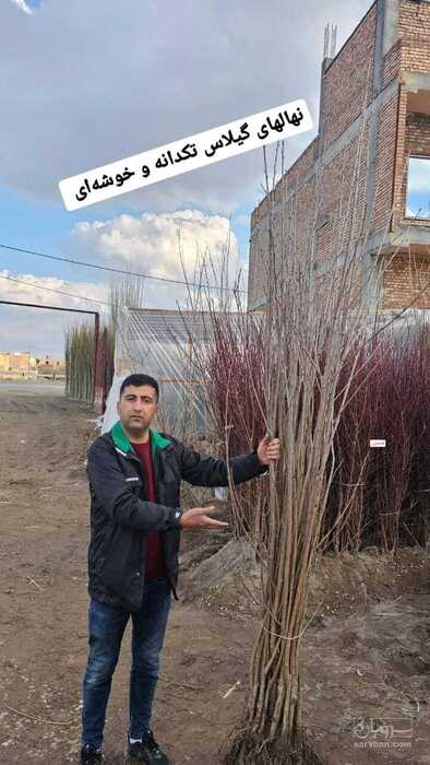 فروش نهال صنوبر