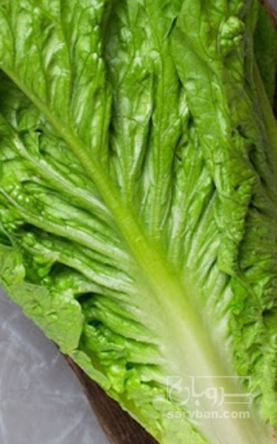 فروش کاهو ایرانی - رومانو