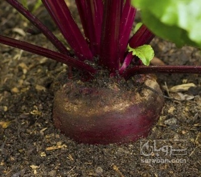 فروش چغندر لبو