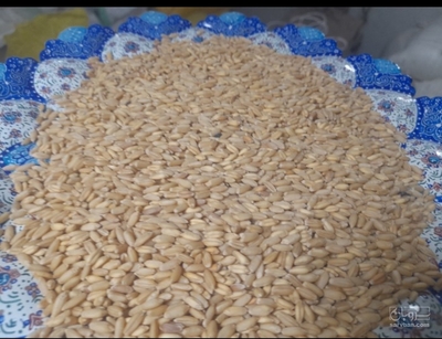 فروش گندم دیم