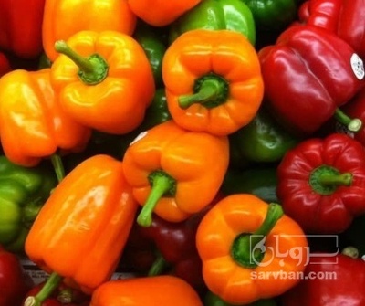 فروش فلفل دلمه ای