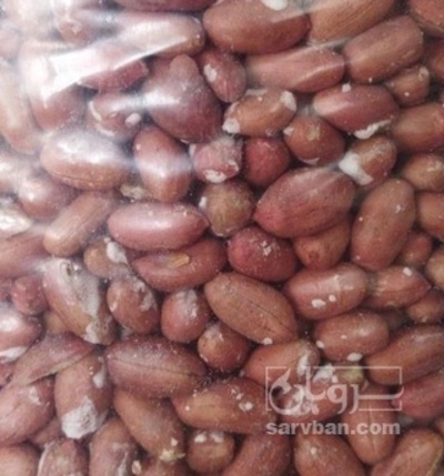 فروش بادام زمینی بو داده