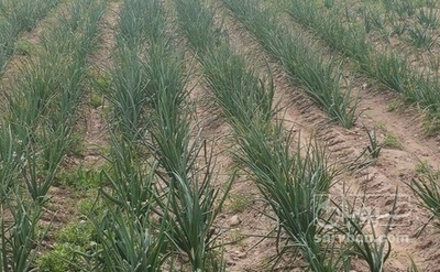 فروش پیاز زرد هکتاری