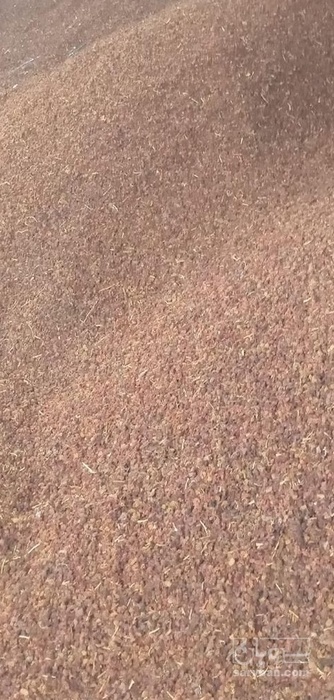 فروش کشمش مکنده