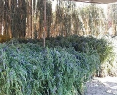 فروش عرق بادرنجبویه