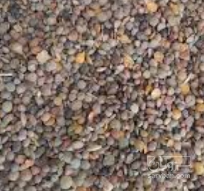 فروش عدس کفتری