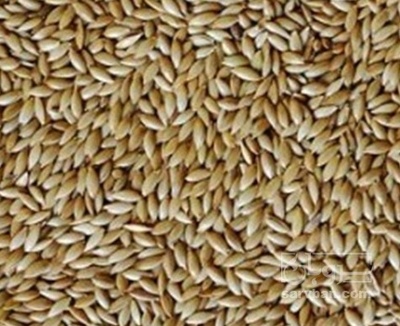 فروش کتان (گیاه الیافی)