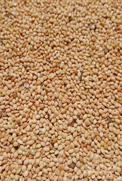 فروش کتان (گیاه الیافی)