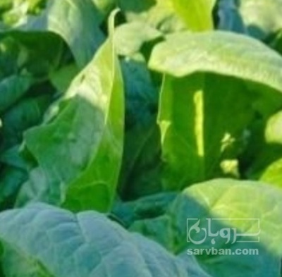 فروش اسفناج