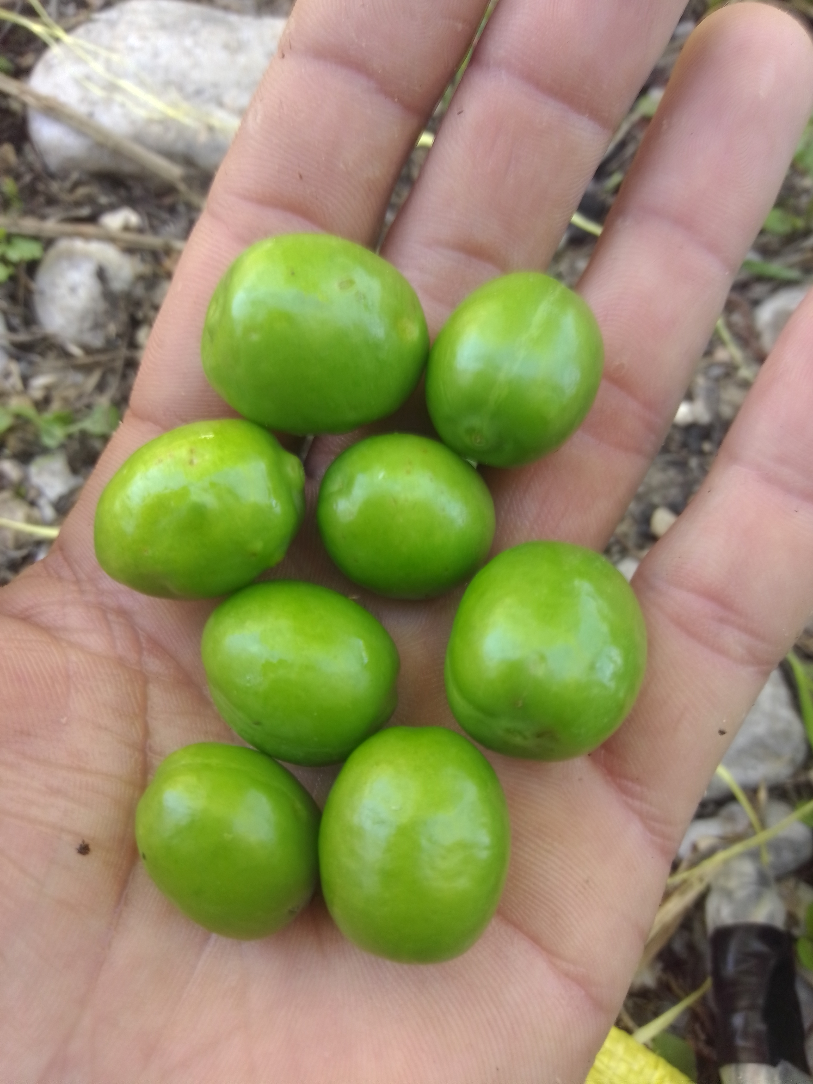فروش گوجه سبز