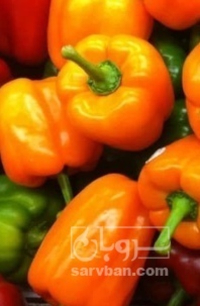 فروش فلفل دلمه ای