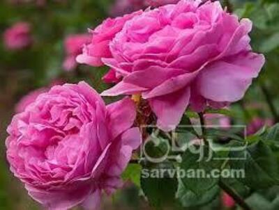 فروش گل محمدی (گیاه‌ دارویی)