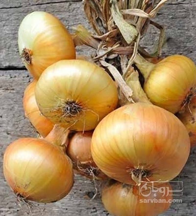 فروش بذرپیاز زرد