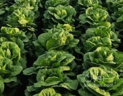 فروش کاهو ایرانی - رومانو