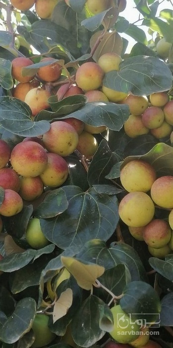 فروش کنار پیوندی