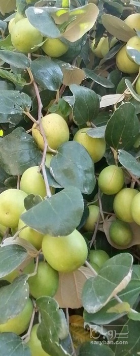 فروش کنار سیبی