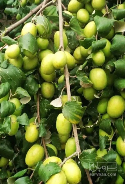 فروش کنار سیبی