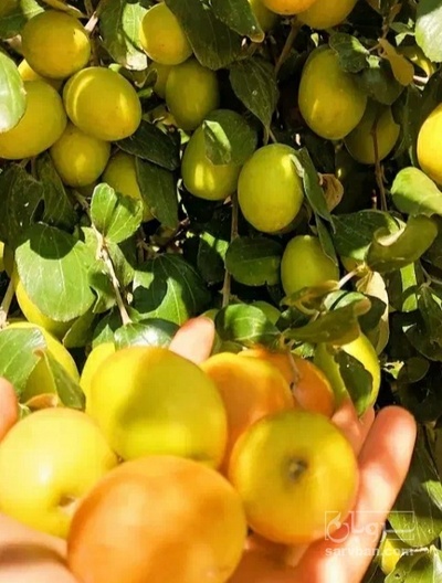 فروش کنار گلابی