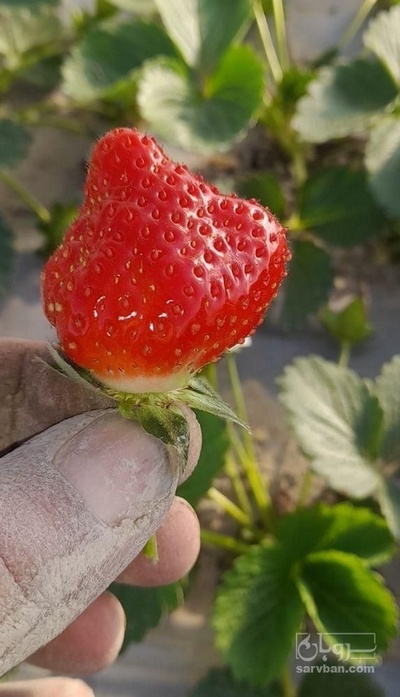 فروش توت فرنگی