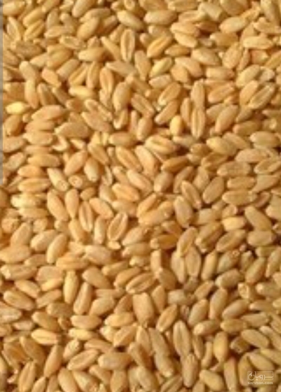 فروش گندم