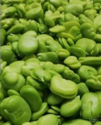 فروش باقلا تازه - باقالی - باقالا