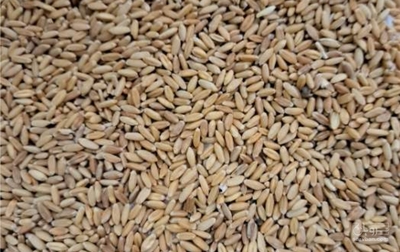 فروش گندم آبی