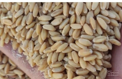 فروش گندم آبی