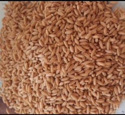 فروش گندم دیم