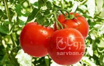 فروش گوجه فرنگی4129