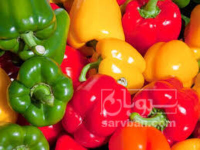 فروش فلفل دلمه ای