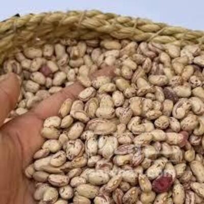 فروش لوبیا چیتی