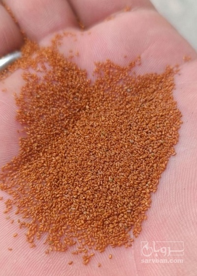 فروش خاکشیر (گیاه‌ دارویی)