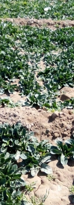 فروش اسفناج