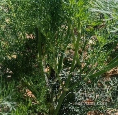 فروش شوید تازه