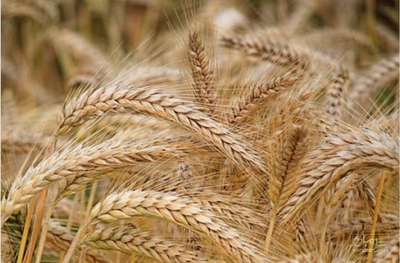 فروش گندم آبی